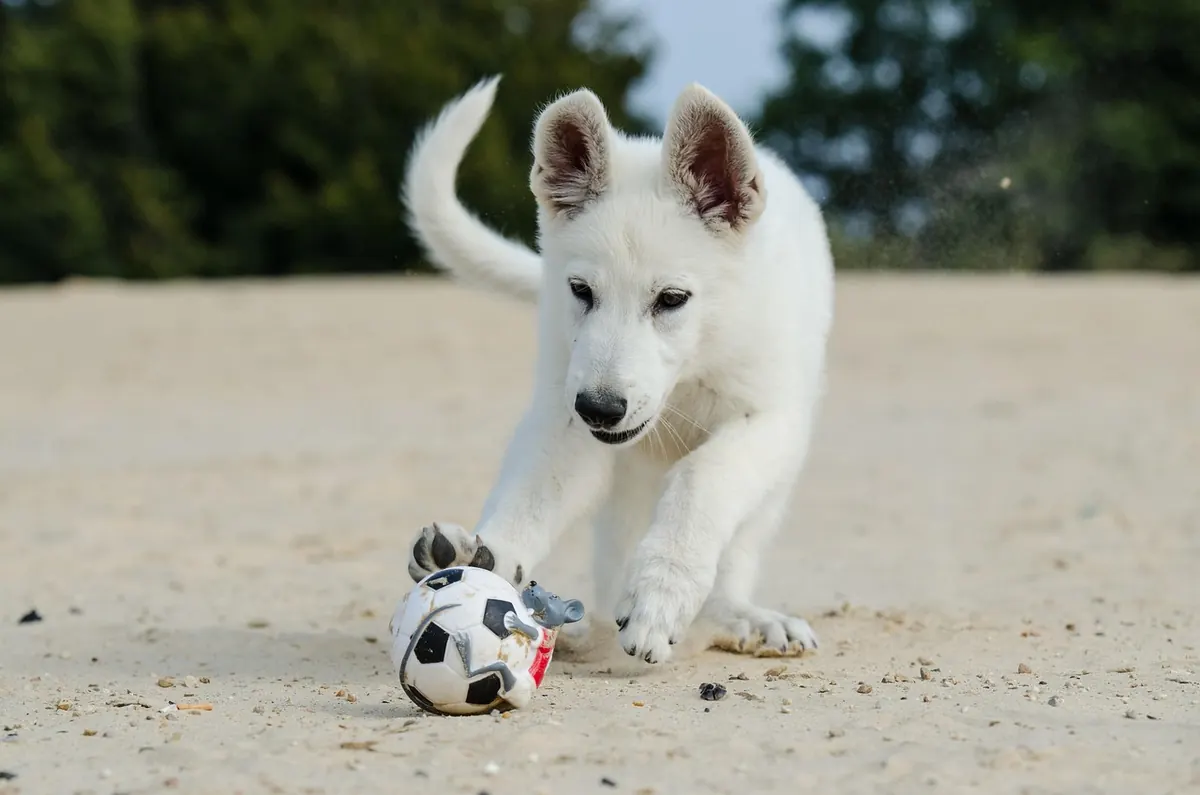 Dog-Friendly Beaches in the Vale: Seasonal Rules and Etiquette Checklist
